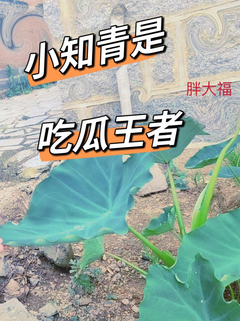 麻豆苏语棠